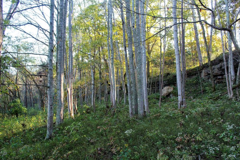 038 stand of buckeye trees along the limestone bluff