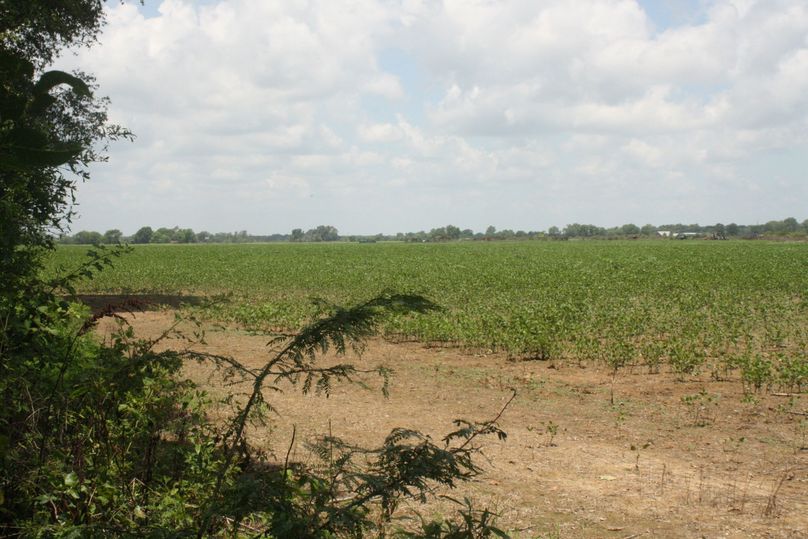 09-crop field on north side