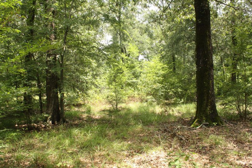 14-mature hardwoods