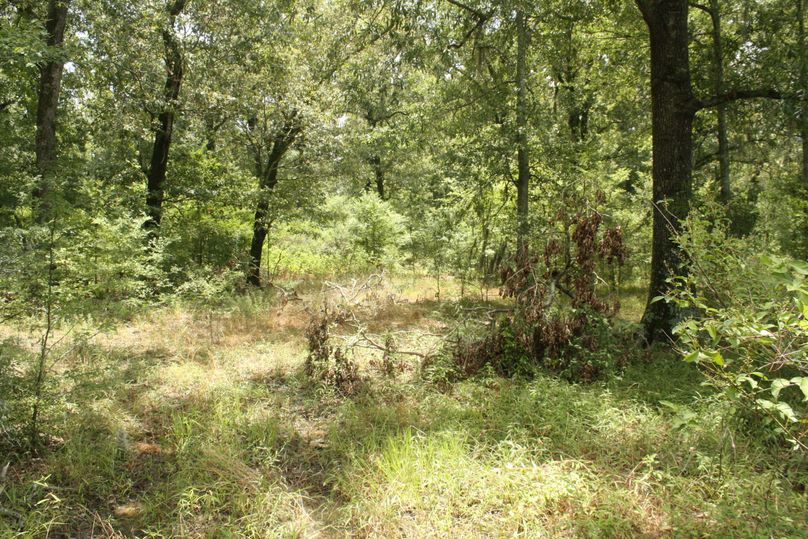 15-mature timber and thick cover