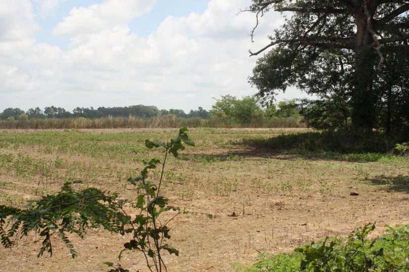 10-bordering crop field