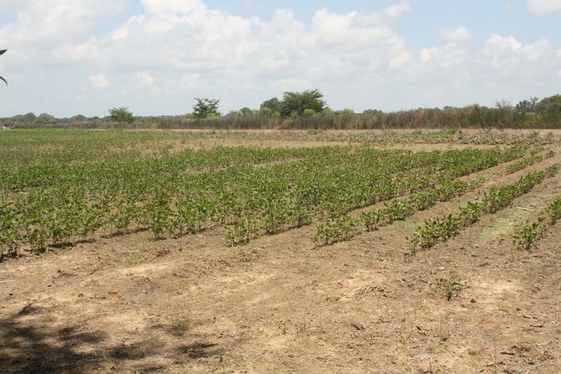 11-bordering soy bean field