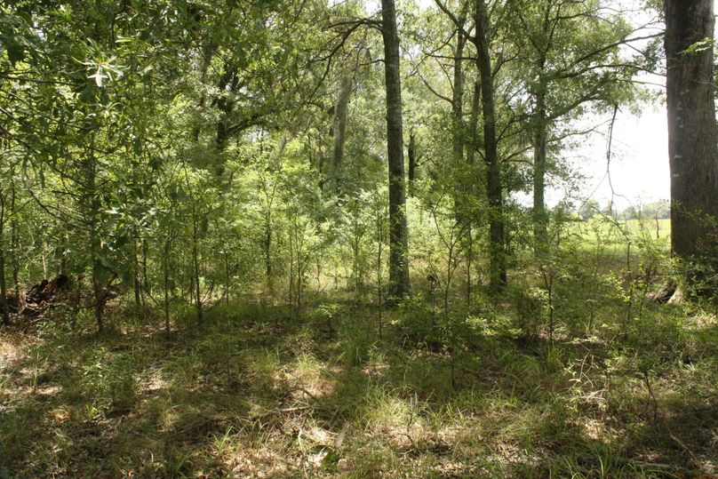 22-timber along pastureland