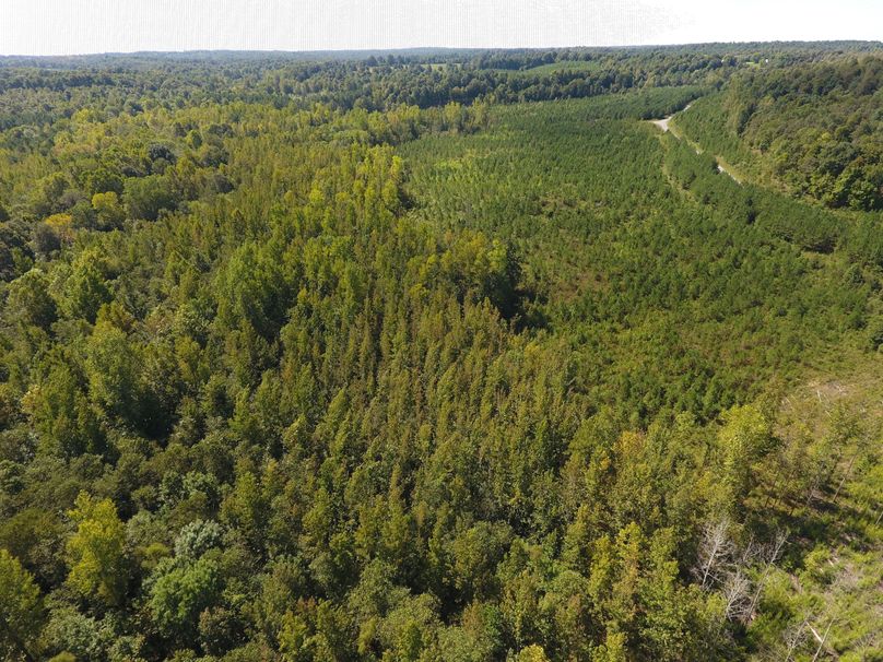 Deer, Turkey And Waterfowl Hunting Land For Sale In Western KY Whitetail Properties