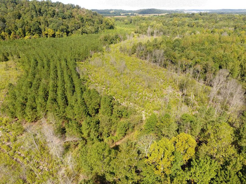 Deer, Turkey And Waterfowl Hunting Land For Sale In Western KY Whitetail Properties