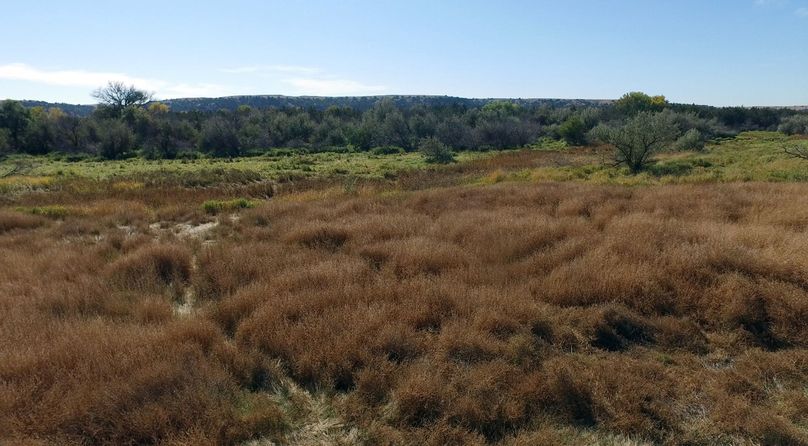 73. transition (another deer kill area)