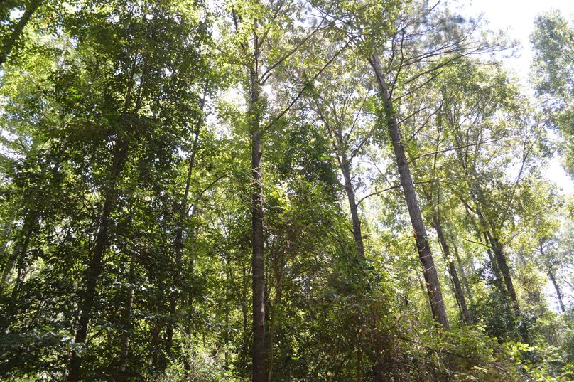 MDUtcGluZSB0aW1iZXI=