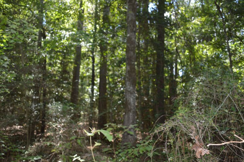 MDYtaGFyZHdvb2QgdGltYmVy