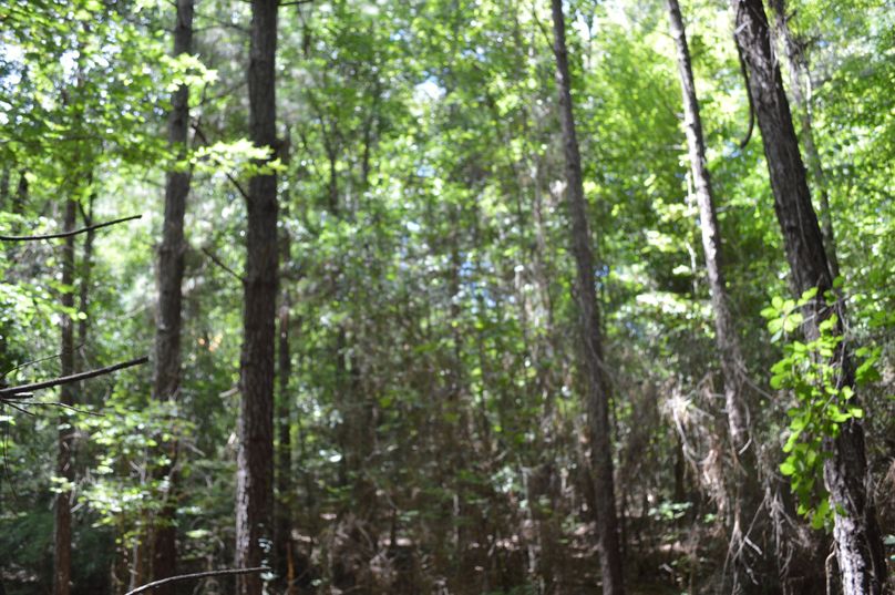 MDctcGluZSB0aW1iZXI=