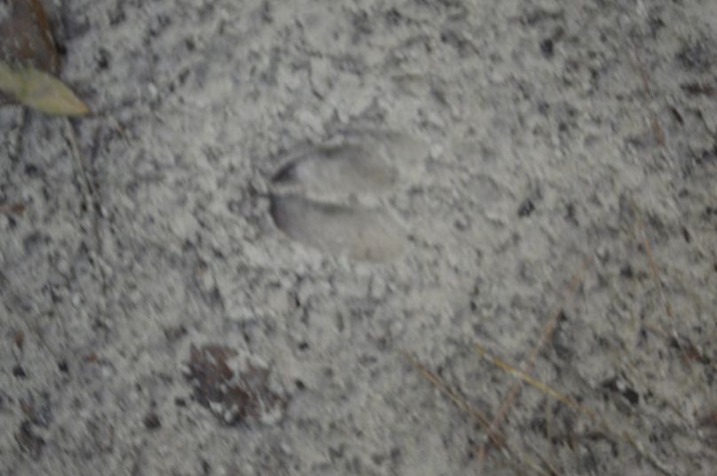 MDgtZnJlc2ggZGVlciB0cmFja3M=