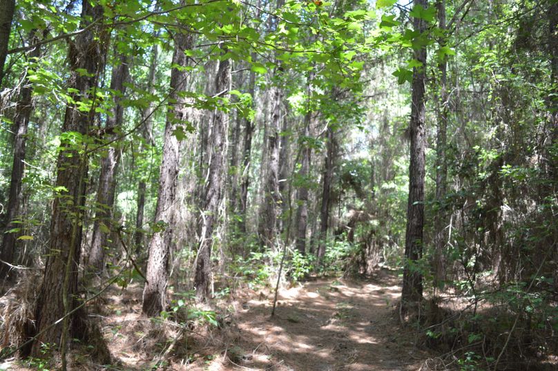 MDktcGluZSB0cmVlcw==