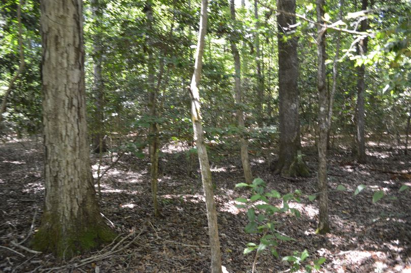 MTctaGFyZHdvb2QgdGltYmVy