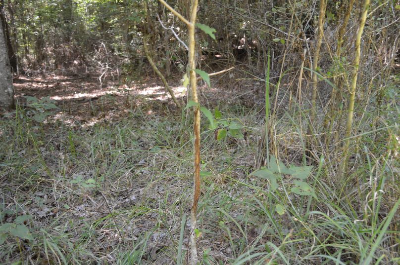 MTktbGFzdCB5ZWFyIGRlZXIgcnVi