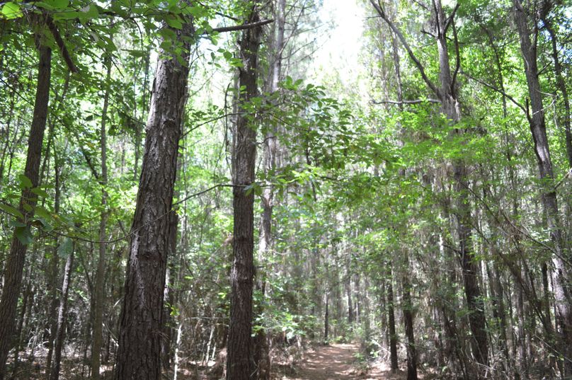 MTEtcGluZSB0aW1iZXI=