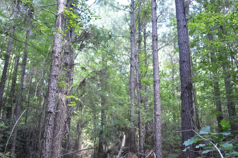 MTMtcGluZSB0aW1iZXI=