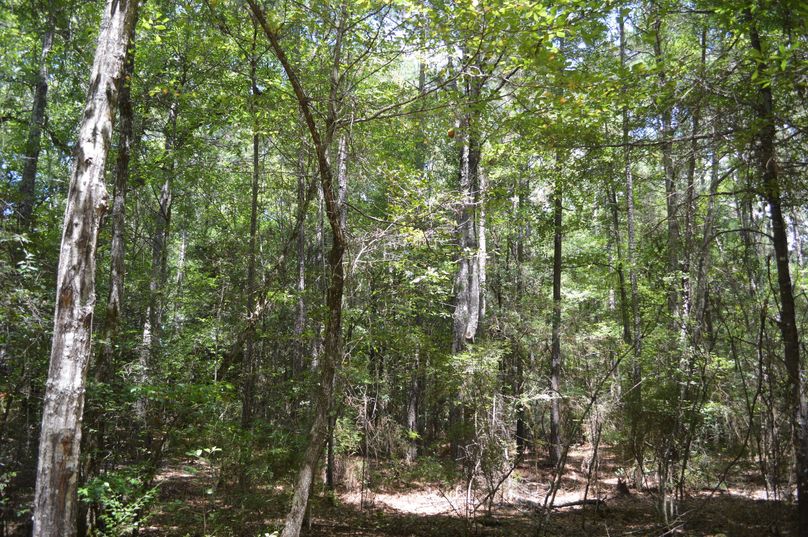 MjUtbWl4ZWQgdGltYmVy