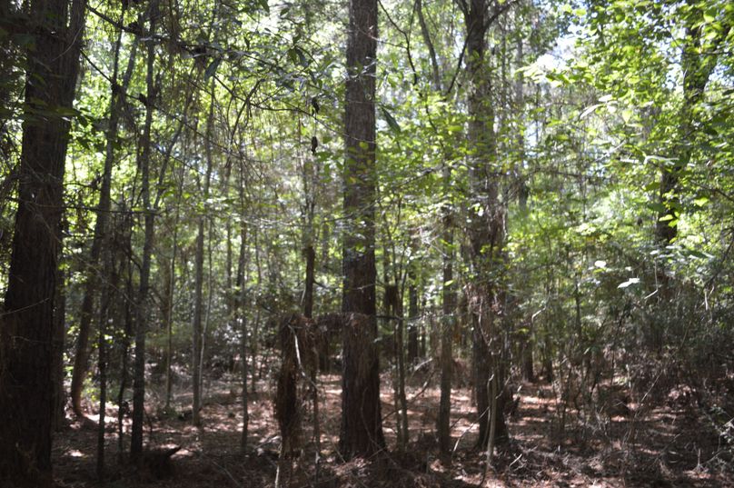 MjAtb2xkZXIgcGluZSB0cmVlcw==