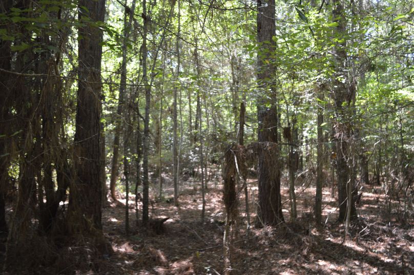 MjEtcGluZSB0cmVlcw==