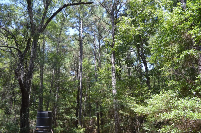 MjItcGluZSB0aW1iZXI=