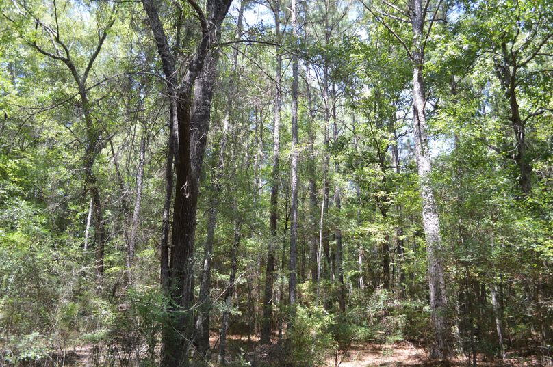 MjMtdGhyaXZpbmcgcGluZSB0cmVlcw==