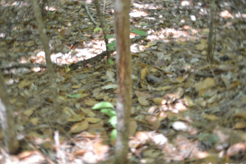 MzAtbGFzdCB5ZWFyIGRlZXIgcnVi