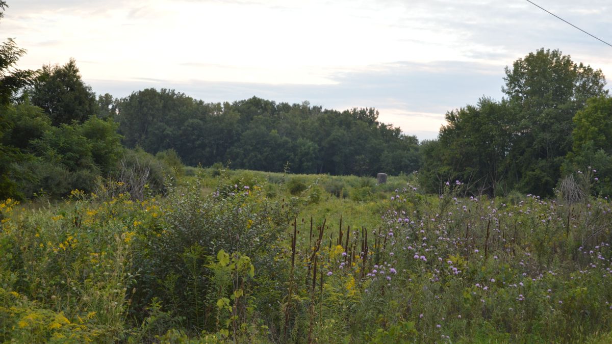 Managed Hunting Land In North West Ohio With Private Lake Whitetail