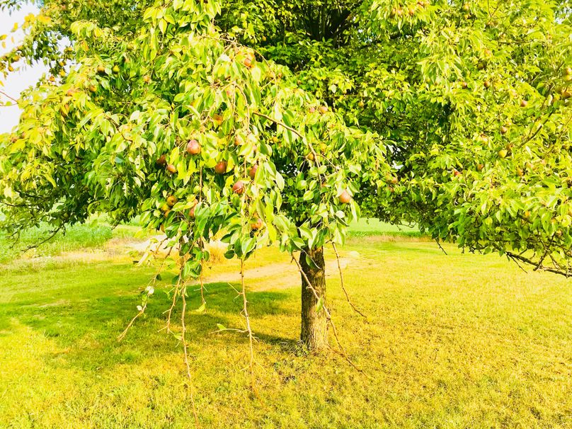 51 pear tree