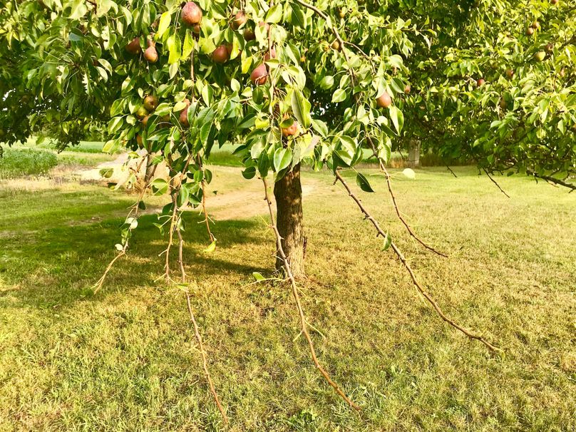 52 pear tree