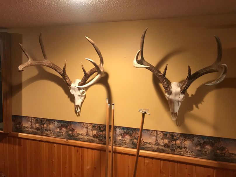 25-two years of sheds from a buck on the property