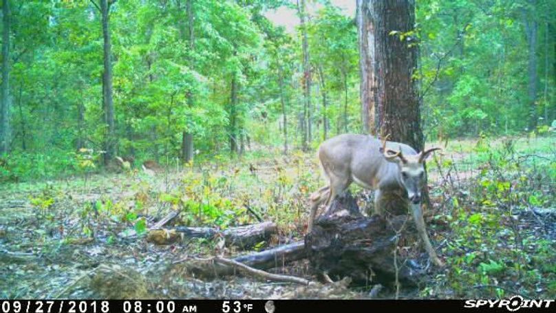 Pict1164 9272018105205ampeylv