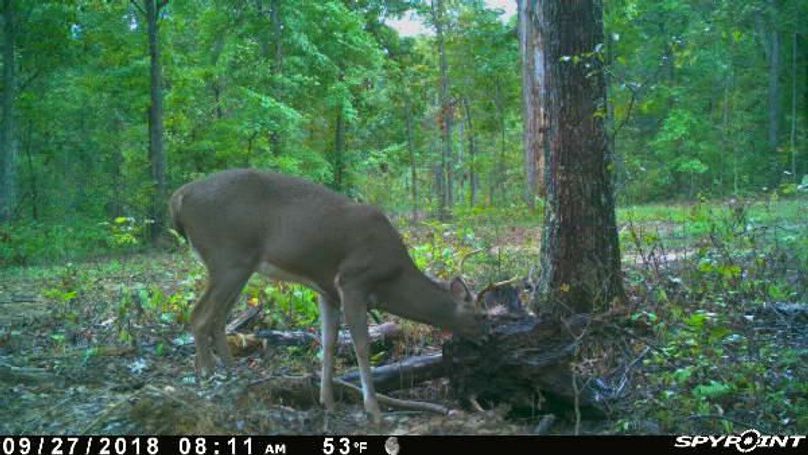 Pict1172 9272018105207amox8u4