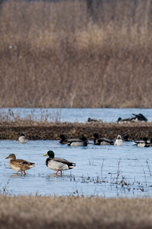 14.5 Platte MO 225 Tract 1