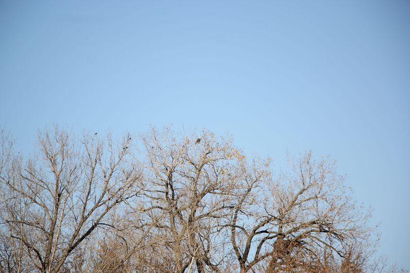 Pic 10 bald eagle 