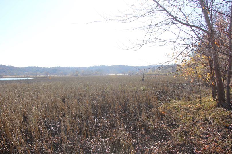Pic 17 marsh on east side of property