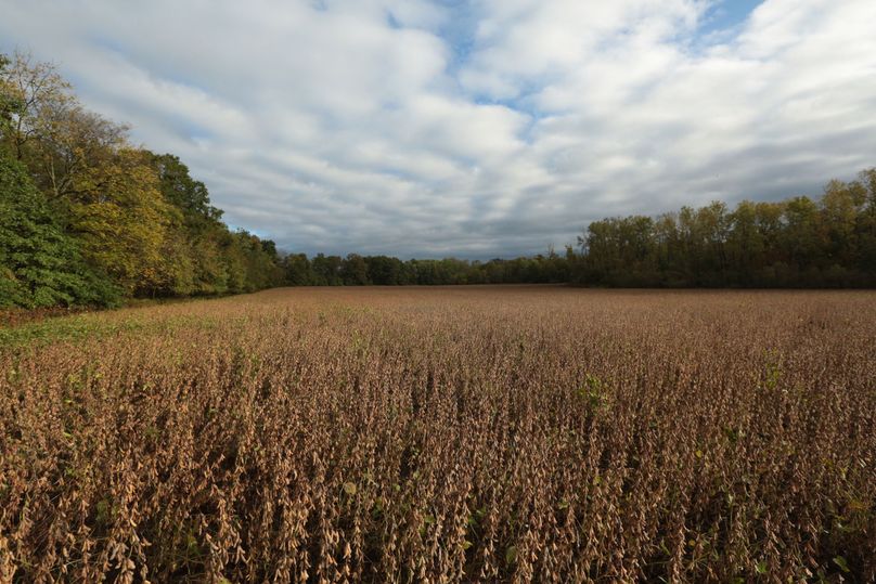 28 beans lower feild 
