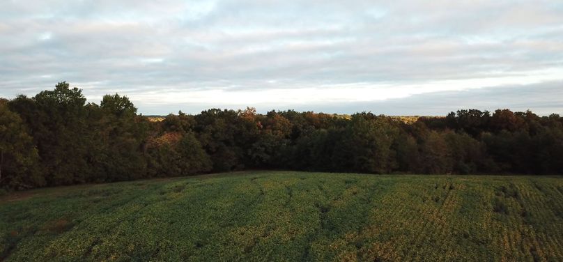 29 bean field with deer