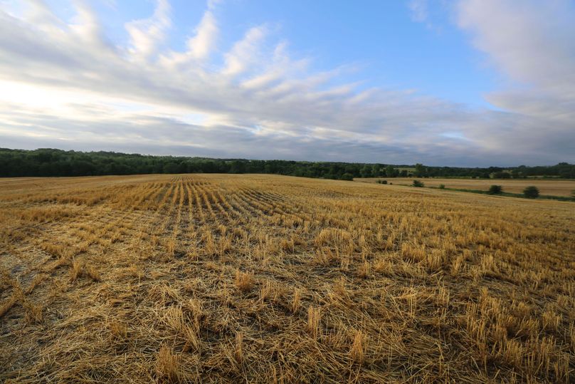39 cut wheat field