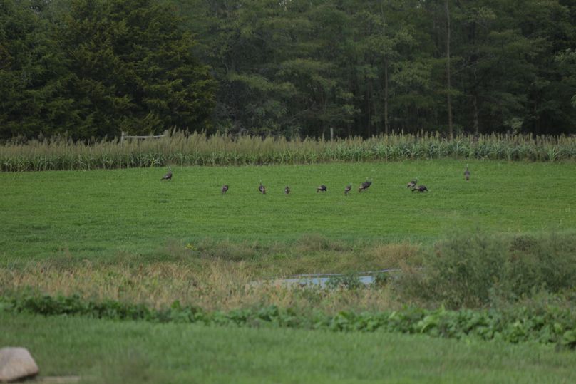 66 turkeys in food plot