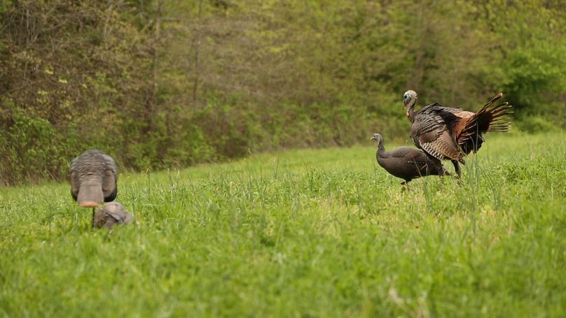 67a turkey and decoy 2