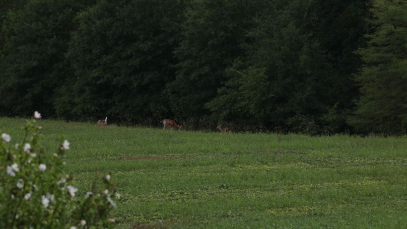 68 deer in back yard