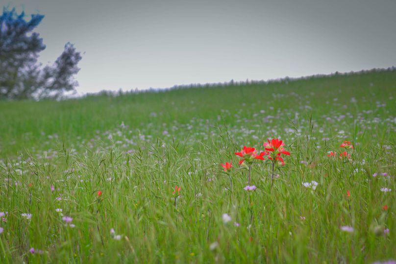 18. wildflower hillside