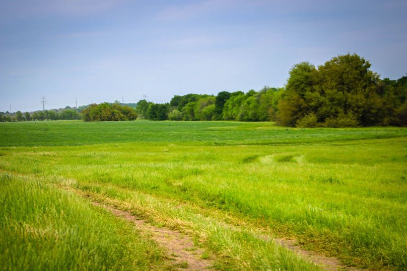 10.  improved grasses iii