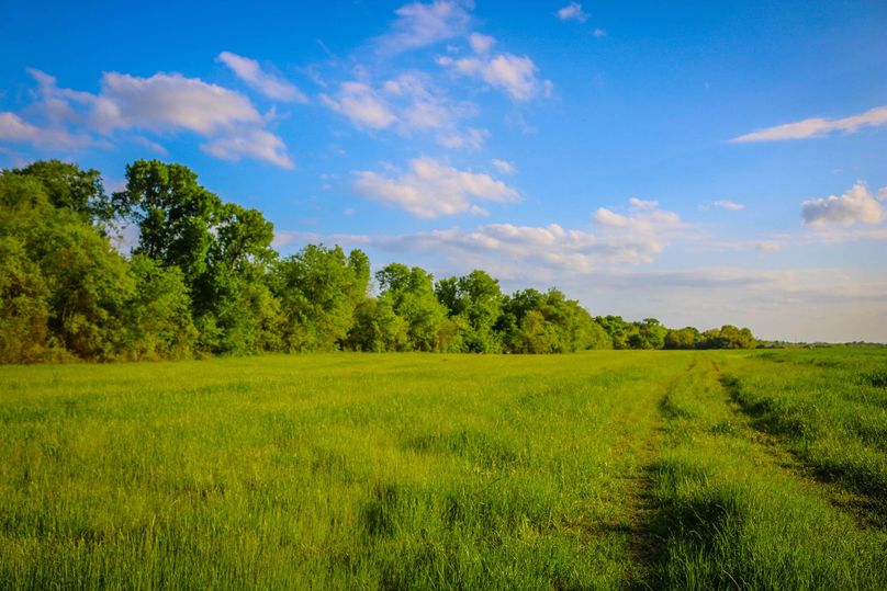 24. treed property line
