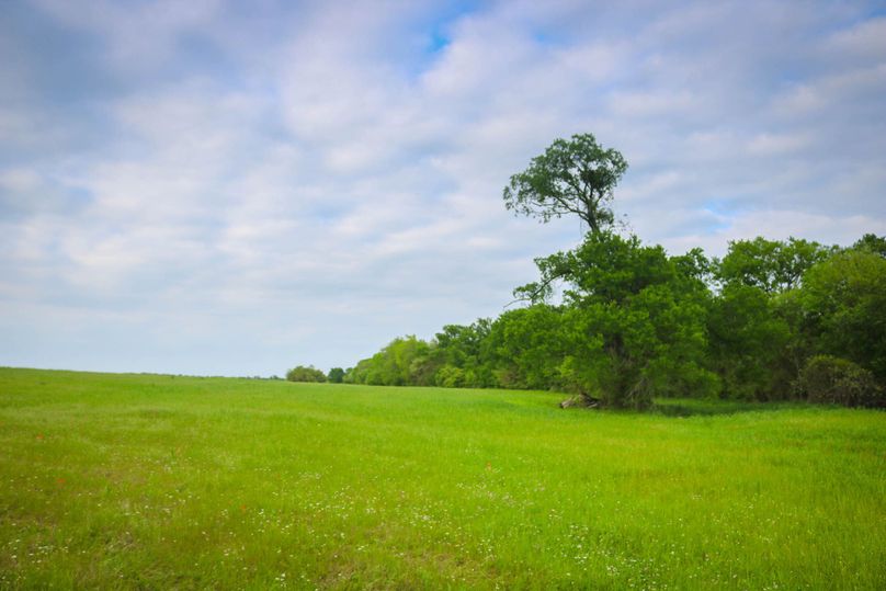22. treed property line