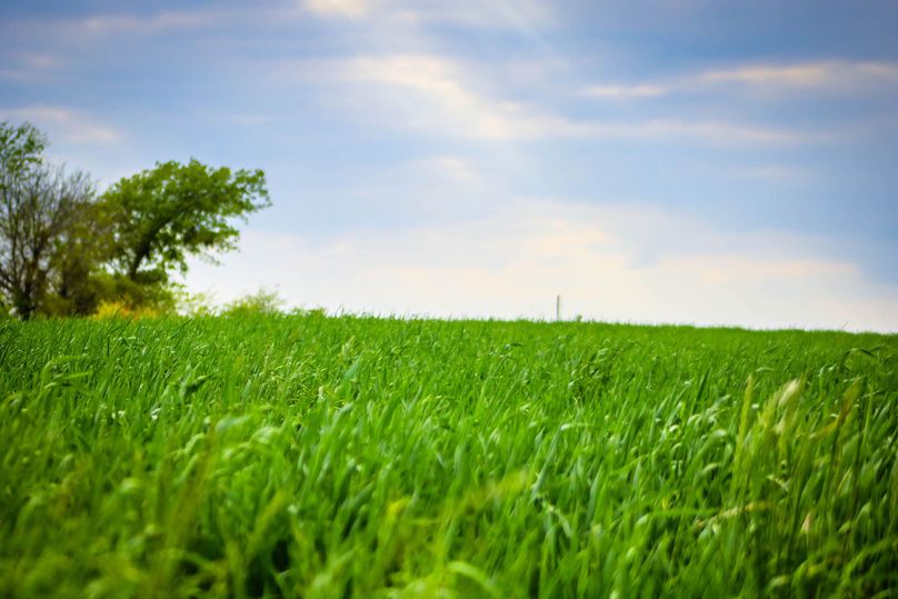 7. improved grasses ii-2