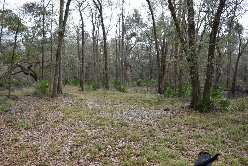 21 open area for food plot