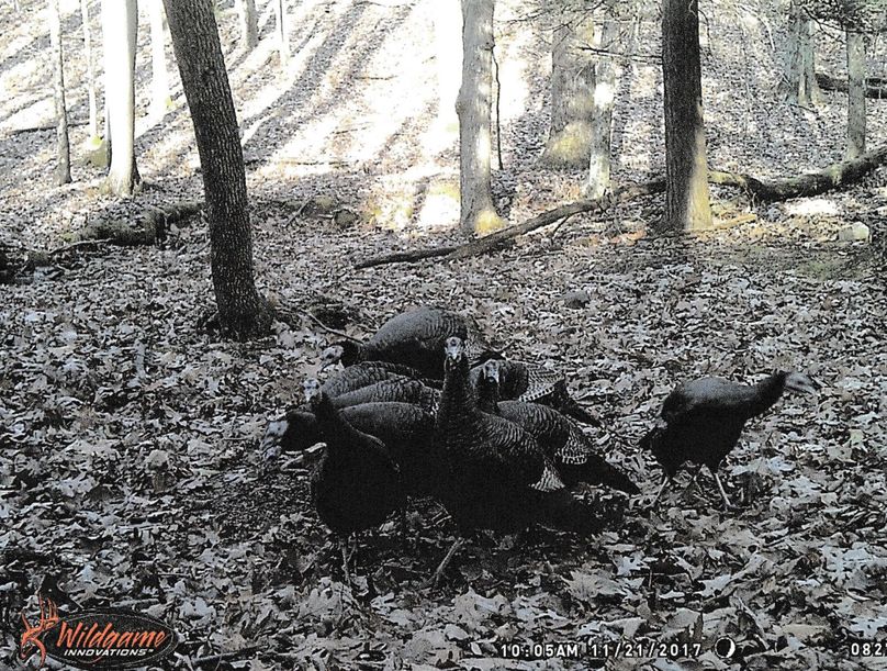 Trailcam3-2