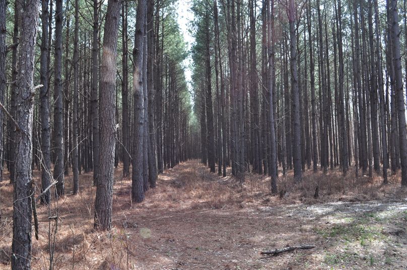 (9)pine plantation
