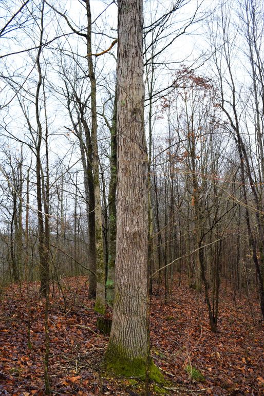 0006 mature oak timber-2