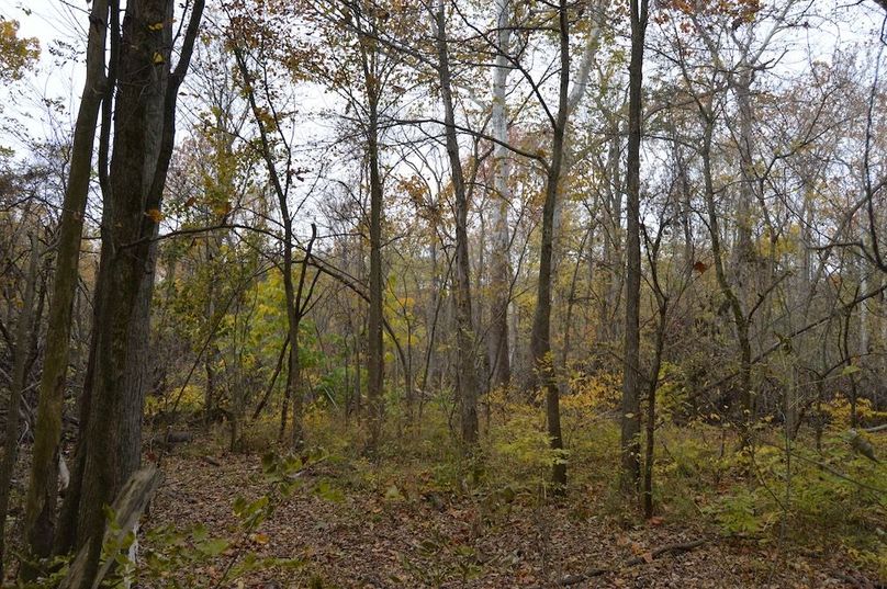 view looking north from south line